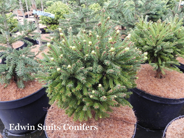 Picea abies 'Shishiga'